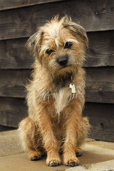 Border Terrier Puppy, Scruffy Dogs, Border Terriers, Patterdale Terrier, Terrier Puppies, Border Terrier, Brown Dog, American Pitbull Terrier, Terrier Mix