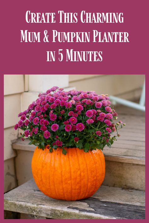 Create This Charming Mum & Pumpkin Planter in 5 Minutes Homemade Cider, Mums In Pumpkins, Pumpkin Planter, Fall Bulbs, Veg Garden, Easy Fall, Hardy Perennials, Diy Planters, Pumpkin Crafts