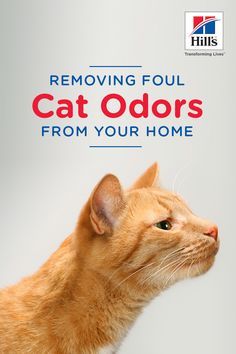 Do you feel like your whole house smells like a litter box? Getting rid of cat odors in carpets and furniture is key to getting your house to smell fresh and clean. How do you go about truly removing cat odor and not just covering it up? The key is knowing a little science behind the smell. Cat Smell, Cat Litter Smell, Smell Fresh And Clean, Litter Box Smell, Cat Urine Remover, Cat Pee Smell, Cat Urine Smells, Cleaning Schedules, Urine Smells