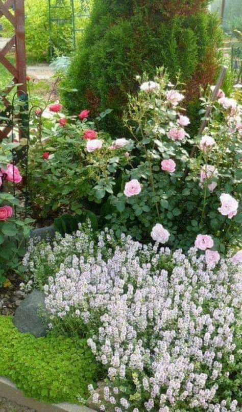 Baby's Breath, Garden Bench, English Garden, Backyard Ideas, Garden Planning, Garden Ideas, Roses, Yard, Quick Saves