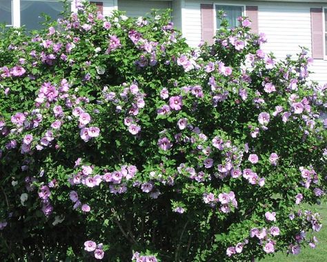 Rose+Of+Sharon+Bushes | Rose of Sharon" bushes covered with hibiscus-like flowers in all ... The Rose Of Sharon, Part Shade Flowers, Privacy Hedge, Plant Seedlings, Pond Plants, Shade Flowers, Rose Of Sharon, Plant Roots, Small Trees