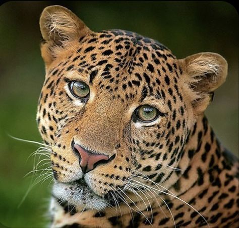 Leopard Reference, Leopard Photos, Leopard Portrait Photography, Cheetah Reference Photo, Funniest Photos, Leopard Close Up, Leopard Face, Ear Tattoo Ideas, Small Wild Cats