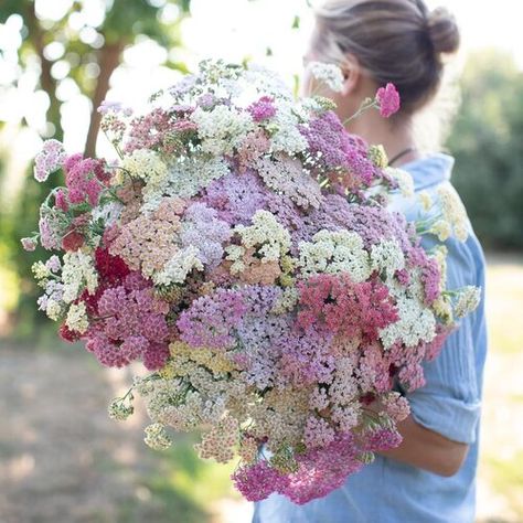 Future Garden, Achillea Millefolium, Cut Flower Garden, Summer Berries, Plant Spacing, Flower Farm, Types Of Plants, Cut Flowers, Backyard Garden