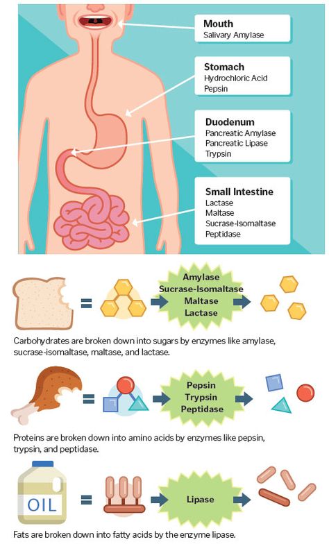 Suffering from heartburn, reflux, and other digestion challenges? Digestive enzymes can be an important step in finding lasting relief. I Experience Life Human Digestive System, Functional Nutrition, Sistem Pencernaan, Biology Lessons, Human Body Anatomy, Teaching Biology, Nursing School Notes, Human Body Systems, Human Anatomy And Physiology