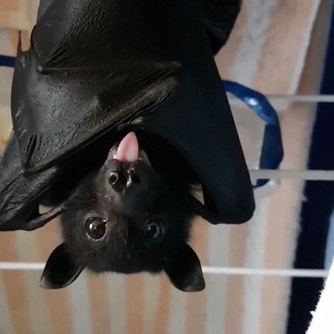 Bat Pics, Feeling Mischievous, Fox Bat, Cute Bats, Bat Animal, Fruit Bat, Baby Bats, Nick Sturniolo, Cute Bat