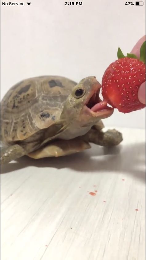 Turtle Eating, Cute Reptiles, Cute Turtles, Baby Turtles, Sea Turtles, Little Animals, Cute Pets, Cute Little Animals, Adorable Animals