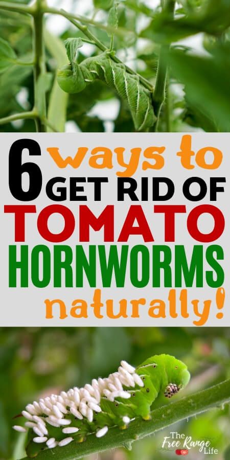 Tomato Bugs, Tomato Worms, Tomato Hornworm, Tips For Growing Tomatoes, Growing Tomato Plants, Vegetable Plants, Garden Bugs, Vegetable Garden Diy, Plants To Grow