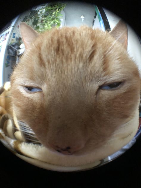 When the fisheye lens does youre cat justice Chaotic Cats, Fisheye Lens, Orange Cat, Fish, On Twitter, Orange, Funny, Twitter, Glass