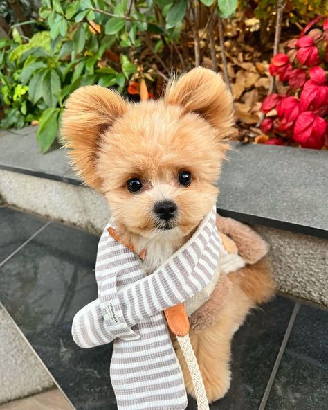 Cutest pomapoo Puppy Pomapoo Haircut Styles, Pomapoo Puppies, Poochon Dog, Dog Haircuts, Pomeranian Puppies, Cute Puppy Pictures, Cute Dog Pictures, Yorkshire Terrier Puppies, Dog Health Care