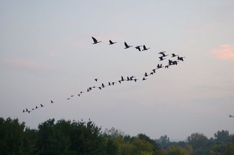 A sure sign of Spring....Migrating Canada Geese Flying North