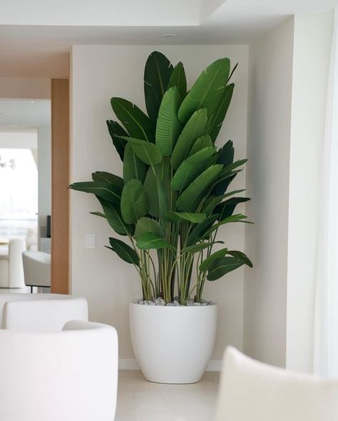 Matthew Lang on Instagram: "Elevate your designs with our HIGH QUALITY artificial plants. Check out this Bird of Paradise and Black Bamboo we recently delivered to this beautiful condo. #artificial #plants #highquality #exclusive #luxury #design #elegant #modern #planter" Beautiful Condo, Birds Of Paradise Plant, Bird Of Paradise Plant, Paradise Plant, Modern Planter, Black Bamboo, Plant Decor Indoor, Bird Of Paradise, Room Style