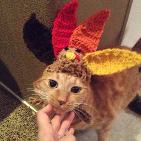 Pet Turkey, Happy Thanksgiving Pictures, Pet Costumes Cat, Happy Thanksgiving Images, Turkey Hat, Thanksgiving Pictures, Cute Thanksgiving Outfits, Thanksgiving Images, Cat Halloween Costume