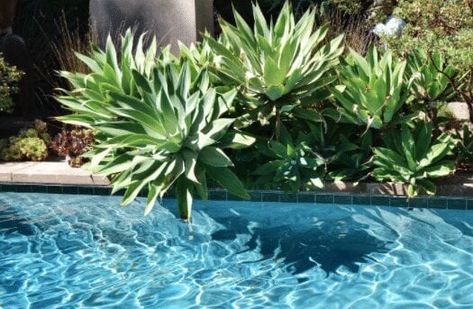 Low Maintenance Pool Landscaping Ideas Pool Planters, Landscaping Around Pool, Tropical Pool Landscaping, Pool Landscaping Ideas, Pool Plants, Moderne Pools, Florida Native Plants, Florida Pool, Tropical Garden Design