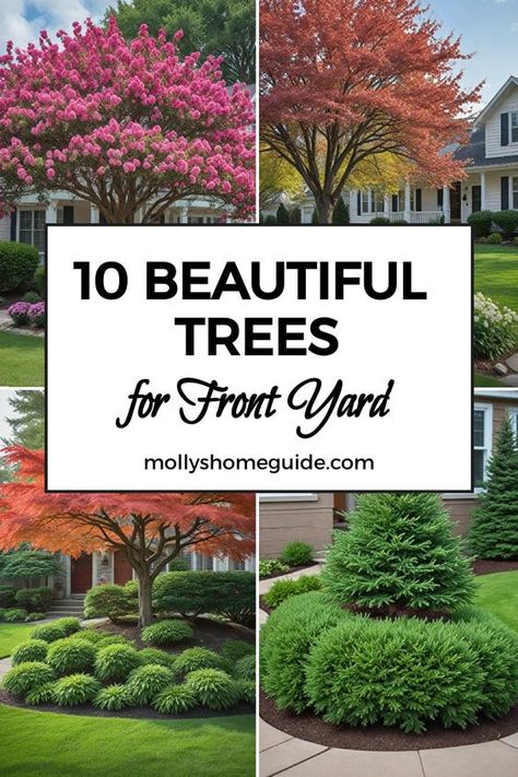 Enhance your front yard's appeal with our curated selection of the best trees and shrubs – perfect for small or tight spaces. From fast-growing shade trees to narrow evergreens, discover the ideal options to elevate your curb appeal effortlessly. Plant these small landscaping trees with non-invasive roots to bring beauty and privacy to your outdoor space. Find your favorite front yard tree varieties that will thrive in any yard, making them perfect for adding a touch of greenery to the front of Small Landscaping Trees, Ornamental Trees Landscaping, Front Yard Tree Landscaping, Evergreen Landscape Front Yard, Front Yard Tree, Small Landscape Trees, Small Landscaping, Fast Growing Shade Trees, Evergreen Landscape