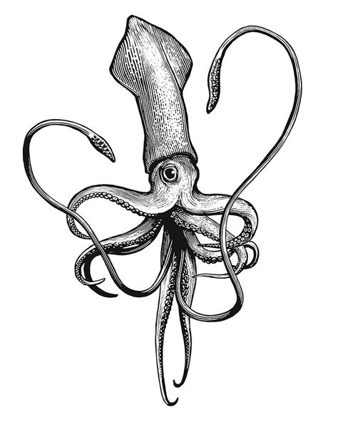 Zoological Illustration, Squid Drawing, Squid Tattoo, Chest Tattoo Ideas, Copic Drawings, Paint And Drink, Mini Tattoo, Ocean Tattoos, Nautical Tattoo