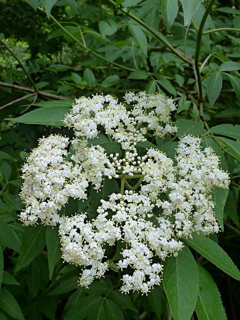 American Elderberry (Sambucus canadensis) Sambucus Canadensis, American Continent, Georgia Usa, Beautiful Flowers, North American, Landscaping, Georgia, Plants, Flowers