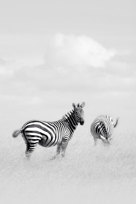 Blue Ghost Rider, High Key Photography, Creepy Houses, High Key, Pretty Animals, Animal Wallpaper, Image Photography, Zebras, Original Artists