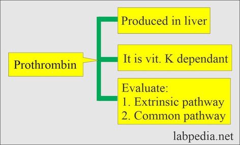 Prothrombin Time (PT)
What sample is needed for Prothrombin Time (PT)?

 	The blood sample is taken with an ESR (sodium citrate) solution.

 	The blood sample is 1.8 ml, and the ESR solution is 0.2 ml.








What precautions are needed for Prothrombin Time (PT)?

 	Alcohol intake can increase PT time.
 	A high-fat diet may decrease PT time.
 	Some drugs decrease PT, like anabolic steroids, digitalis, Benadryl, griseofulvin, oral contraceptives, vitamin K, and chloral hyd... Prothrombin Time, Liver Function Test, Medical Dictionary, Anabolic Steroids, Fat Soluble Vitamins, Sodium Citrate, White Blood Cells, Preventative Health, High Fat Diet