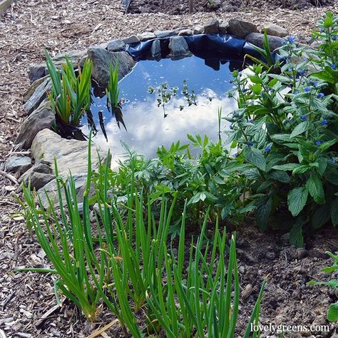 How to Build a Small Pond for the Garden • Lovely Greens Small Garden Pond, Rainy Garden, Cool Backyard, Lovely Greens, Ponds For Small Gardens, Water Ideas, Building A Pond, Small Garden Ideas, Backyard Garden Diy