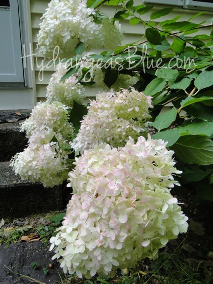 Photo blog of hydrangeas with cone shaped flowers.  The Limelight and Pinky Winky grew in my yard.  #hydrangeas #flowergardening Hydrangeas Blue, Florida Backyard, Hydrangea Tree, Types Of Hydrangeas, Hydrangea Shrub, Late Summer Flowers, Panicle Hydrangea, Limelight Hydrangea, Fountains Backyard