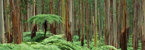 The Dandenong Ranges, Cool Temperate Rainforest, Victoria. Eucalyptus Forest, Dicksonia Antarctica, Frans Lanting, Tree Fern, Image Nature, Ancient Tree, Tree Forest, Victoria Australia, Canberra