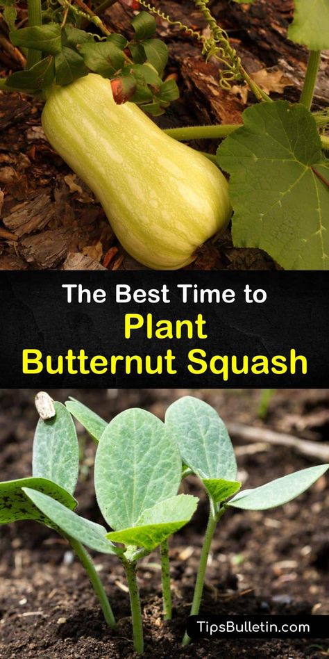 How To Plant Butternut Squash Seeds, Butternut Squash Seeds Planting, When To Plant Butternut Squash, How To Grow Butternut Squash From Seed, Butternut Planting, Butternut Squash Plant, Butternut Squash Growing, Butternut Squash Trellis Ideas, Growing Squash In Raised Beds