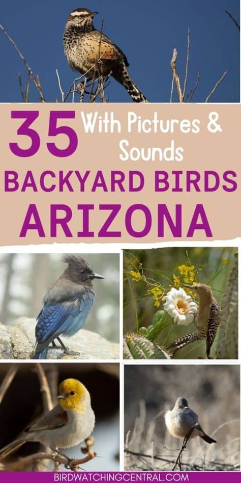 35 backyard birds in Arizona seen on your feeders with pictures for identification, what to feed them, and bird calls and songs Birds Of Arizona, Backyard Arizona, Type Of Birds, Arizona Birds, Birds Pics, Arizona Garden, Arizona Backyard, Bird Breeds, Arizona Gardening