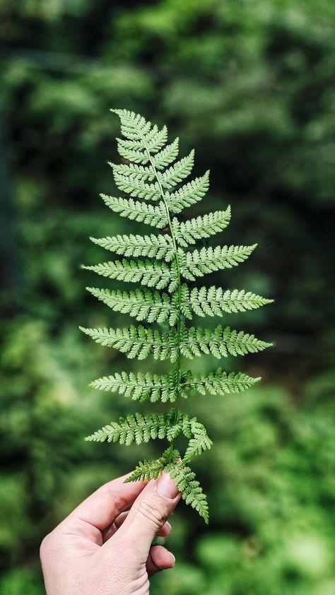 Sweet Chestnut Tree, Fern Images, Evergreen Ferns, Present For Groom, Pine Leaf, Boston Fern, Mother Of The Groom Gifts, Chestnut Trees, Tree Images