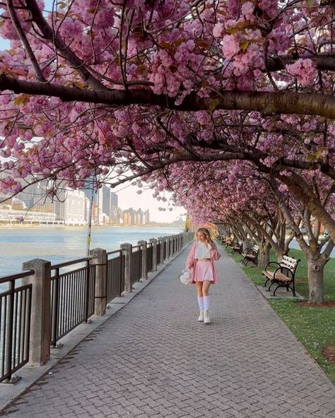 Your Photographer in New York on Instagram: "#roosveltisland 🩷🌸🌸🌸 #cherryblossom #nyc #manhattanskyline #newyork #cherryblossom" New York In April, Spring Nyc, Manhattan Skyline, April 27, Cherry Blossom, Photo Ideas, Blossom, Cherry, New York