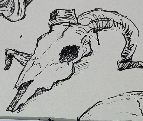 Horse Skull Sketch, Hobo Drawing, Goat Skull Drawing, Goat Drawings, Bone Sketch, Deer Skull Drawing, Animal Skull Drawing, Creepy Animals, Skull Sketch