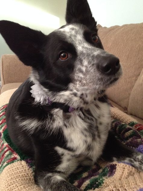 Anna, my blue heeler mix. Border Heeler, Collie Mix Puppies, Blue Heeler Border Collie, Texas Heeler, Border Collie Mix Puppies, Cowboy Corgi, Herding Dogs Breeds, Heeler Dogs, Austrailian Cattle Dog