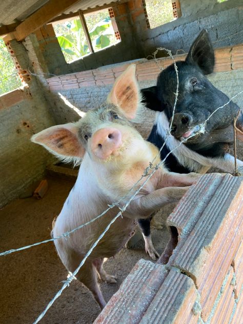 Pigs On Farm, Pig Farm Aesthetic, Pigs Aesthetics, Pig Aesthetic, Farm Pigs, Farm Aesthetic, Big Pigs, Pig Pictures, Pig Farm