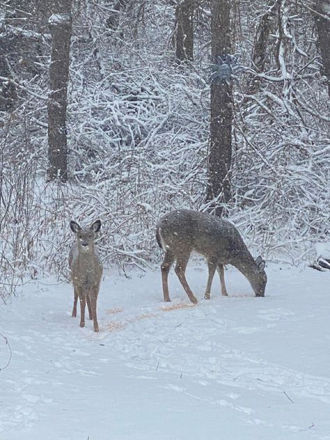 Snowy covered deer in the winter on Christmas eve Winter Hunting Aesthetic, Dark Deck, Deer In Snow, Deer Snow, Deer Winter, Snowy Woods, Nuclear Winter, The Long Dark, Winter Deer