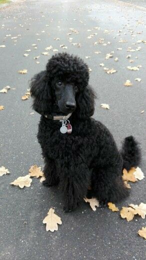 Black Poodle Aesthetic, Poodle Styles, Miniature Poodle Black, Black Standard Poodle, Psychiatric Service Dog, Poodle Haircut, Poodle Puppy Standard, Poodle Cuts, Black Poodle