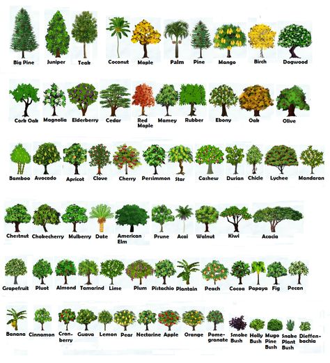 CHOP AND SHAKE TREES HEIGHT and GROWTH :: FarmTown One.Stop.Shoppe (FOSS) Tree Species Identification, Nut Trees Types Of, Tree Identification Chart, Tree Leaf Identification, Identifying Trees, Tree Names, Leaf Identification, Different Trees, Tree Types