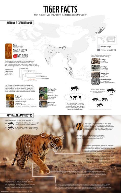 Wildlife Infographic, Scientific Poster Design, Tiger Facts, Tiger Species, Big Cat Family, Tiger Conservation, Animal Magazines, Scientific Poster, Zoo Architecture