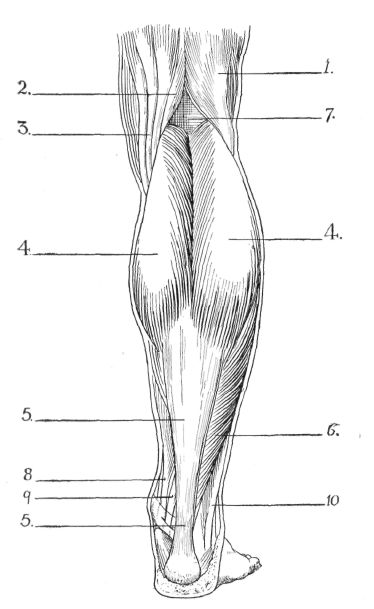 Lower Leg Muscle Diagram Blank Sketch Coloring Page Sketch Coloring Page Leg Muscles Diagram, Muscle Diagram, Leg Anatomy, Lower Leg Muscles, Human Muscle Anatomy, Leg Muscle, Anatomy Coloring Book, Anatomy Bones, Physical Therapy Assistant