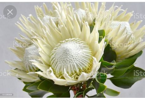 King Protea Flower, White Protea, Protea Flowers, Hydrangeas Art, Floral Styling, Flannel Flower, Beachy Aesthetic, King Protea, Protea Flower