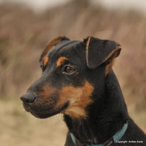 Onze Black and Tan Jack Russel geb: 01-04-2013 Jack Russell Black And Tan, Jack Russel, Vanilla Girl, Jack Russell, Black And Tan, Labrador Retriever, Vanilla, Collage, Van