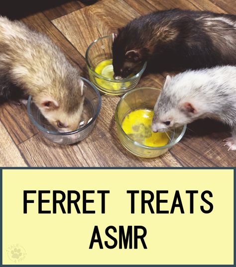 Ferret Treats, Egg And Salmon, Ferret Care, Ferrets Care, Eating Ramen, Animal Food, Pet Videos, Salmon Oil, Boys Love