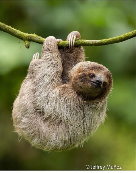 Sloth Photography, Sloth Pictures, Cute Sloth Pictures, Sloth Photos, National Geographic Animals, Three Toed Sloth, Land Animals, Cute Sloth, Animal Kingdom