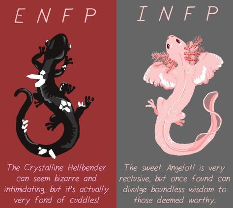 Newts and Axolotls for the MBTI Infp T Personality, Personalidad Enfp, Infp Personality Type, Enfp Personality, Infp Personality, Mbti Relationships, Myers Briggs Personality Types, Mbti Character, Infp T