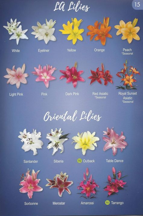 Lily Color, Lilies Meaning, What Do Lilies Represent, Different Types Of Lilies, Types Of Lilies, Lilly Flower, Rose Varieties, Barn Reception, Flower Names