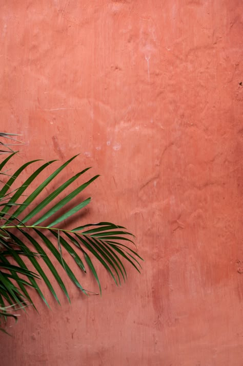 Photo Palm Tree, Orange, Wall, Red, Pink