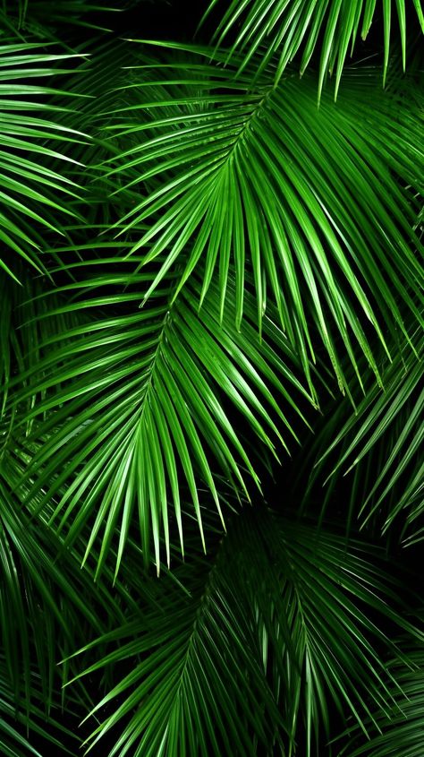 Palm tree leaves mobile phone wallpaper - by OpalDesigns. Palm Leaf Wallpaper Iphone, Palm Tree Leaves Wallpaper, Green Palm Leaf Wallpaper, Palm Leaf Background, Leaves Phone Wallpaper, Palm Leaves Background, Palm Phone, Tree Leaf Wallpaper, Banaue