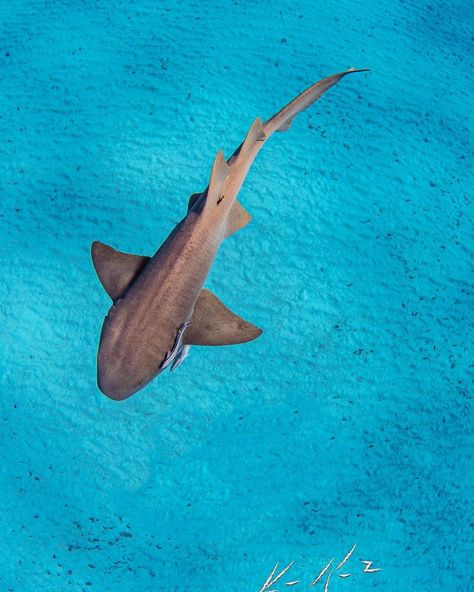 Ken Kiefer on Instagram: “Nurse Shark from above the Bimini Blue waters #biminiblue #nurse #nurseshark #sharkwaterextinction #sharks” Nurse Shark Wallpaper, Shark From Above, Shark Background, Shark Images, Shark Painting, Shark Pictures, Shark Drawing, Nurse Shark, Ocean Backgrounds