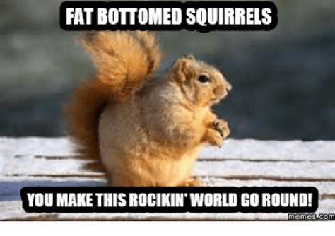 Good Morning Squirrel, Squirrel Memes, Funny Squirrel Pictures, Squirrel Pictures, Funny Animals With Captions, Squirrel Funny, Squirrel Girl, Humor Quotes, Cute Squirrel