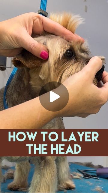 Yorkie Grooming Styles, Cute Yorkie Haircut, Yorkie Puppy Cut, Yorkie Grooming, Grooming Yorkies, Dog Grooming Shih Tzu, Yorkie Haircut, Yorkshire Terrier Grooming, Yorkie Cuts