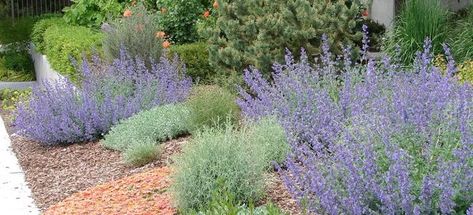 From landscaping rock to drought-tolerant plants, here are a few ways to reduce your yard's water consumption. Texas Native Plants Landscaping, Xeriscape Plants, Xeriscape Front Yard, Native Plant Landscape, Texas Landscaping, Xeriscape Landscaping, Landscaping Rock, Texas Native Plants, Drought Resistant Plants