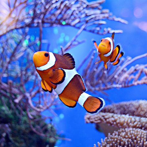 Clown fish coral reef swim dive snorkel sport sea ocean leisure tropical Tropical Sea Animals, Pictures Of Coral Reef, Coral Reef Fish Photography, Reef Fish Photography, Fish Coral Reef, Clown Fish Photography, Ocean Animal Photography, Fish Asethic, Sea Fish Photography